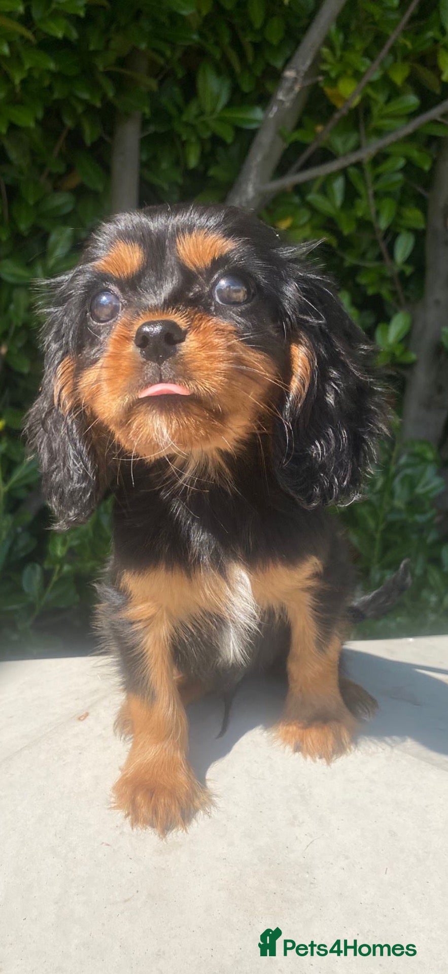 Cavalier King Charles Spaniel dogs Beautiful cavalier King Charles puppies 🩷💙 - Advert 1
