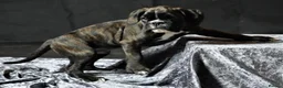 Boxer dogs for stud: KC Registered boxer for stud - Advert 24