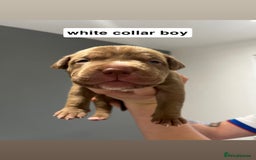 Mixed Breed dogs for sale: Staffy mix pups  - Image 12