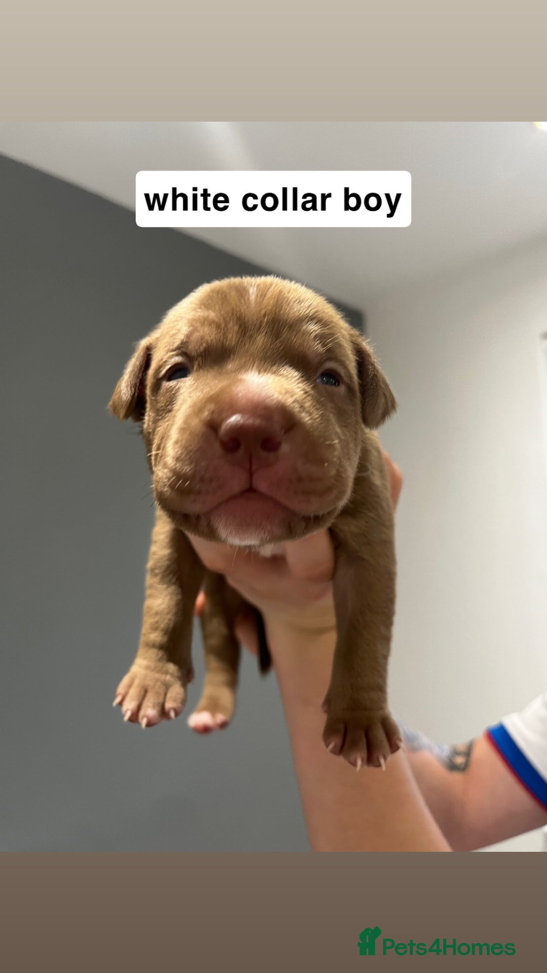 Mixed Breed dogs for sale: Staffy mix pups  - Image 12