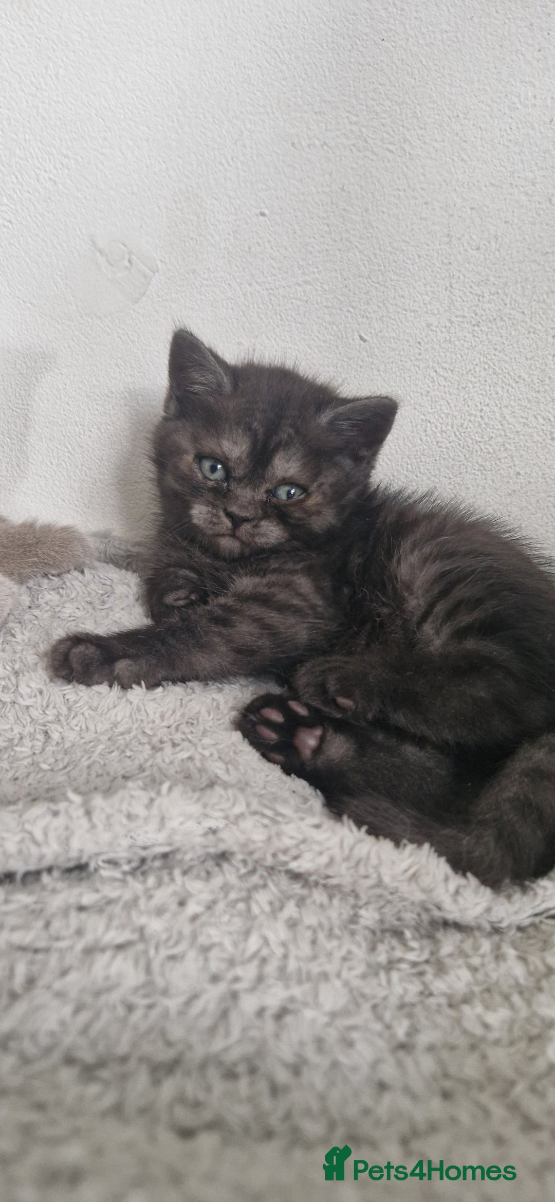 British Shorthair cats for sale: 4 British Shorthair  - Image 16