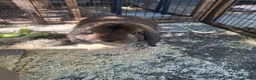 Dwarf Lop rabbits for sale: Dwarf lop male and female - Advert 2