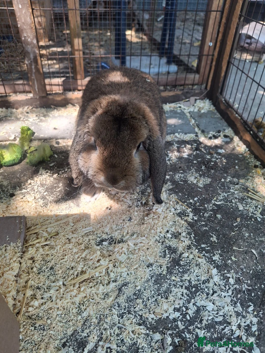 Dwarf Lop rabbits for sale: Dwarf lop male and female - Advert 2