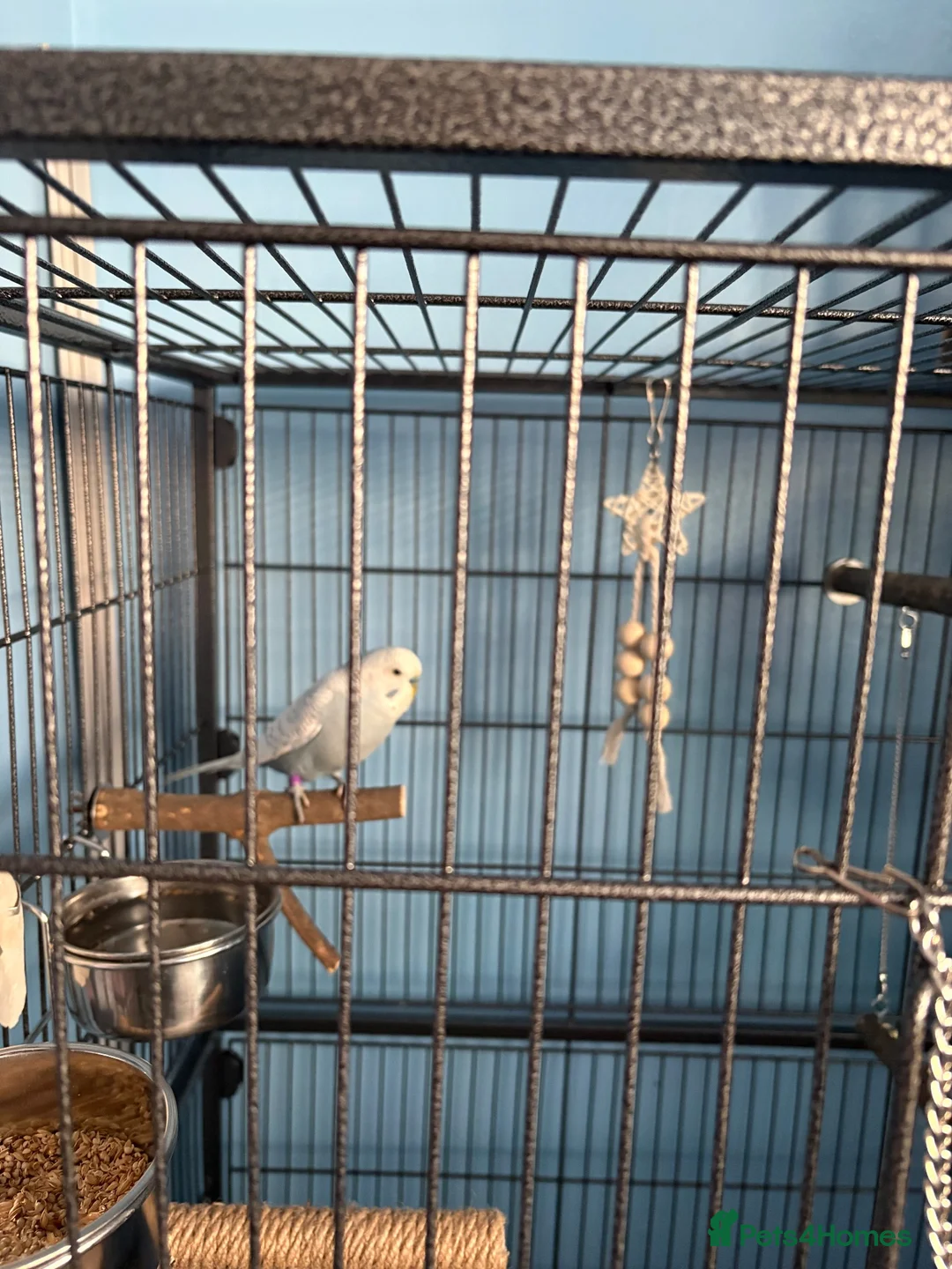 Budgerigars birds for sale: Blue and white budgie  - Advert 2