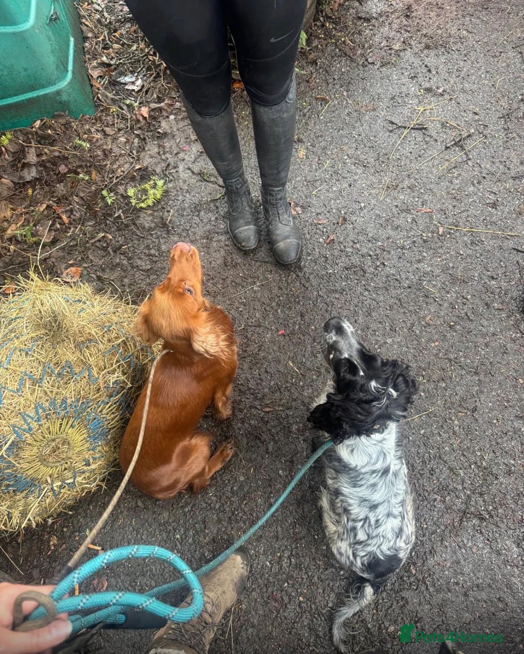 Cocker Spaniel dogs for sale: Stunning litter  in Sevenoaks - Advert 2