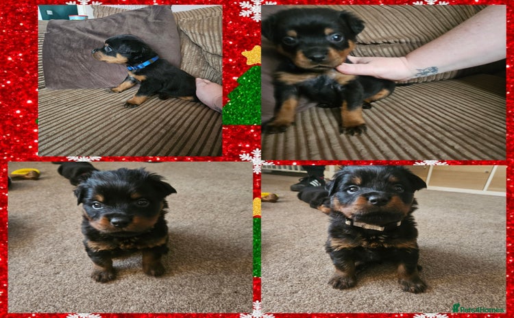 Rottweiler dogs Ready 11th dec kc rottweiler puppies 2 boys left - Advert 10