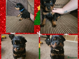 Rottweiler dogs Ready 11th dec kc rottweiler puppies 2 boys left - Advert 3
