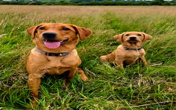 Labrador Retriever dogs for sale: Beautiful labrador Girl - Image 9