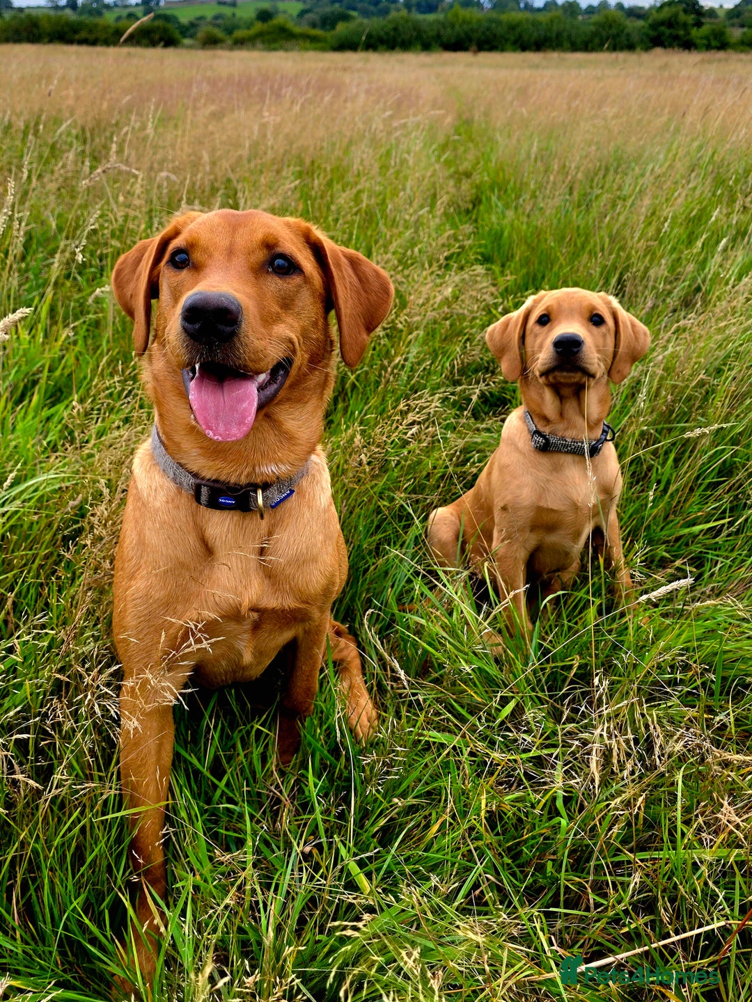 Labrador Retriever dogs for sale: Beautiful labrador Girl - Image 9