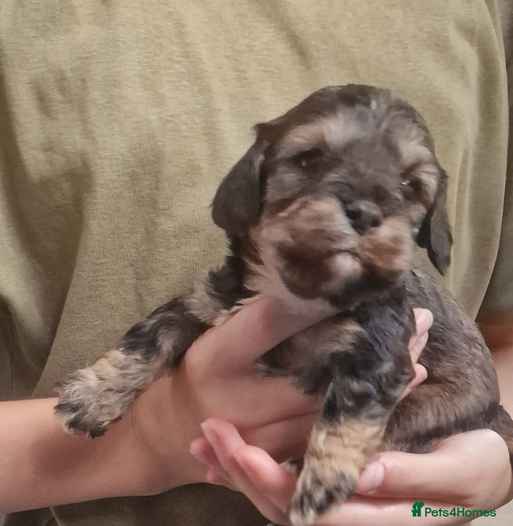 Cavapoo dogs Cavapoos poodle/cavapoos outstanding puppies - Advert 5