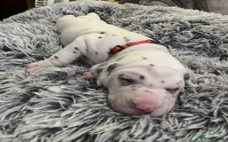 Dalmatian dogs for sale: Beautiful Dalmatian Puppies - Image 8