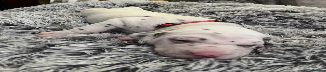 Dalmatian Puppy 4