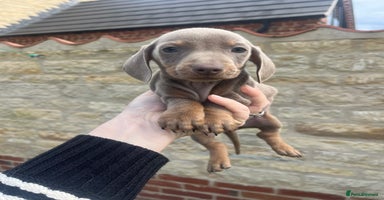 Miniature Dachshund dogs - Advert 13