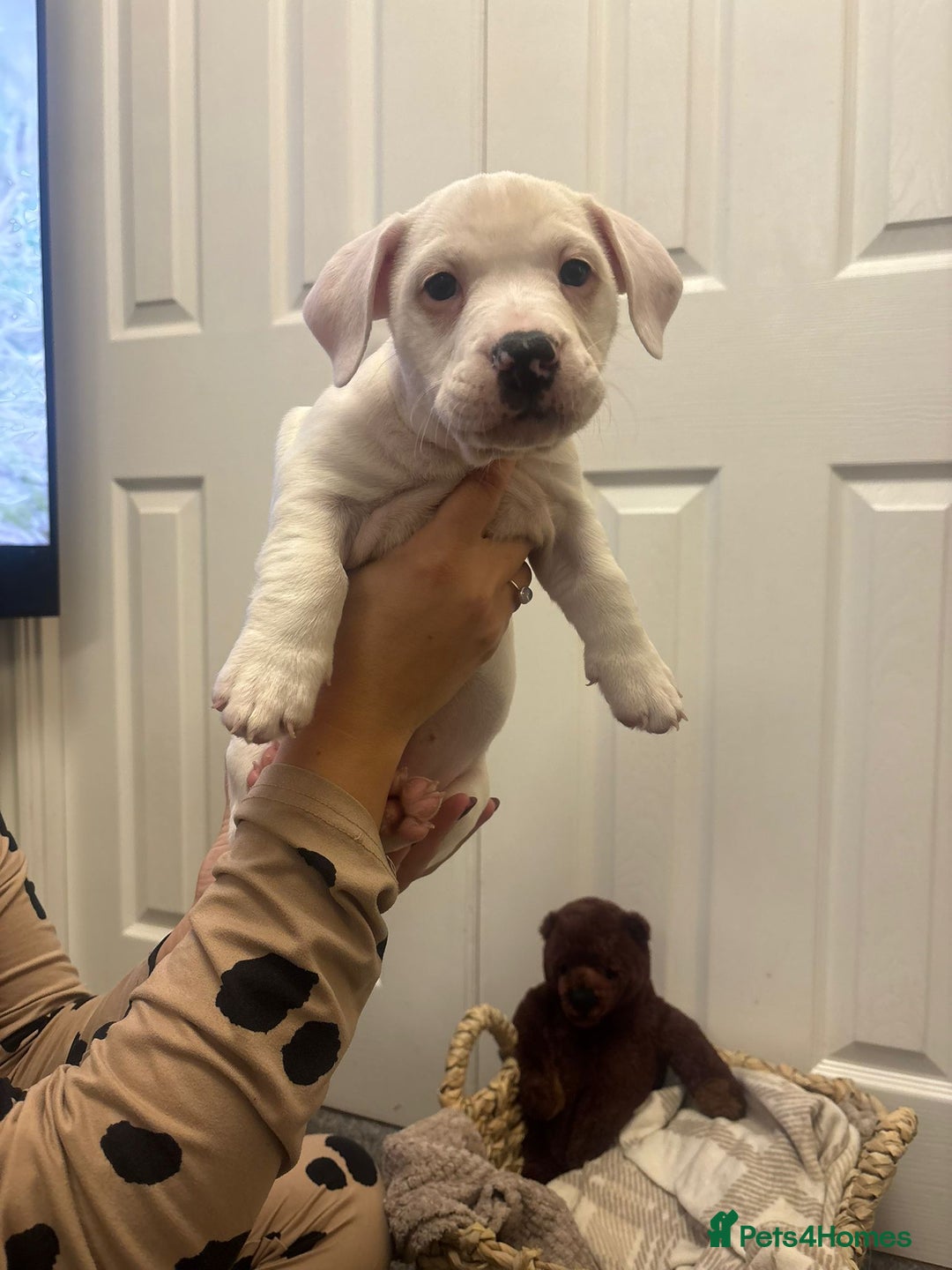 Mixed Breed dogs for sale:  Last 2 girls READY NOW! Rare English Bulldach - Advert 35