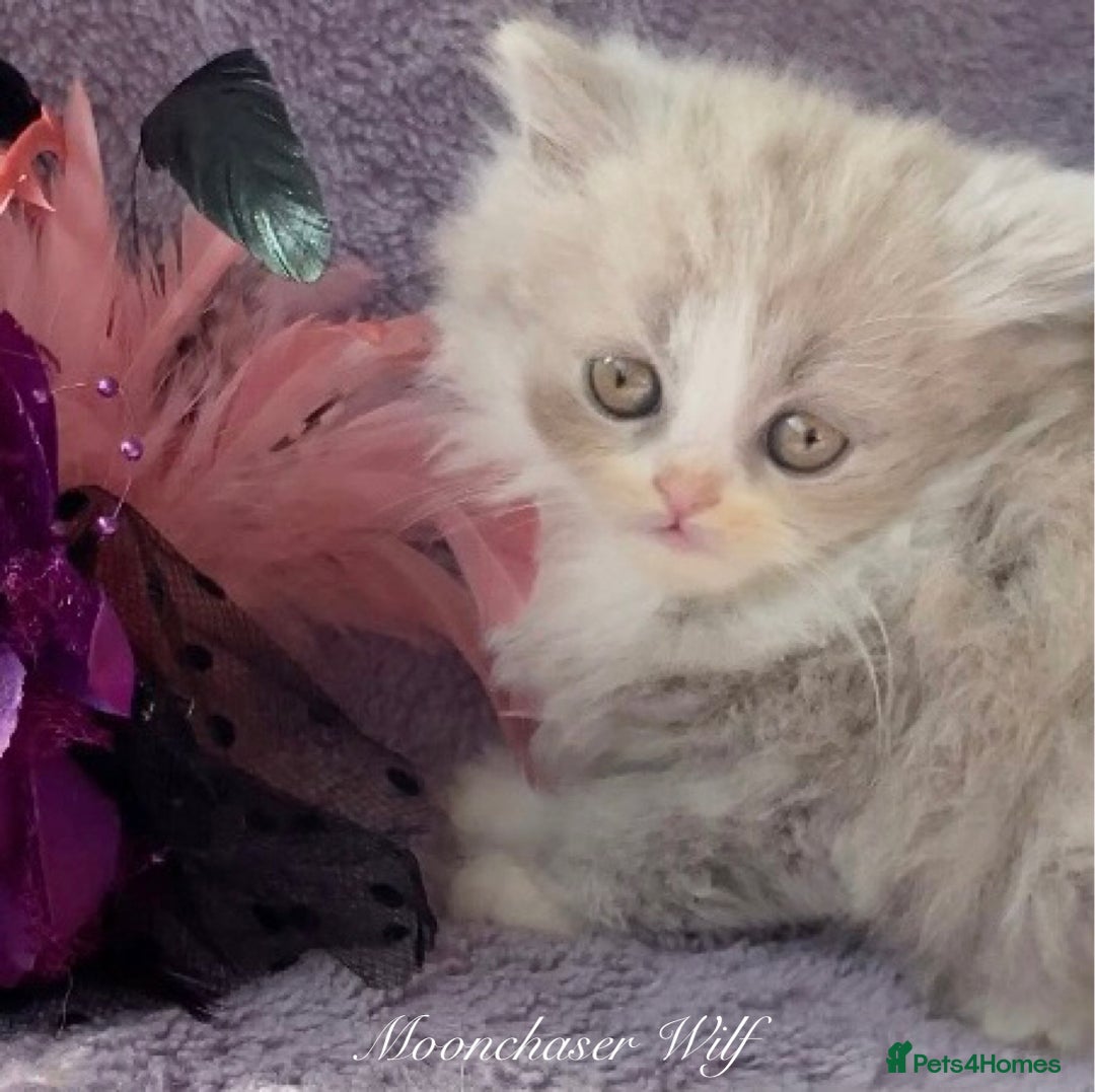 British Longhair cats for sale: Stunning British Longhair Boys TICA Registered - Image 12
