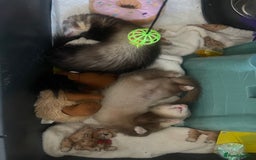 Ferret rodents for sale: Two male ferrets need gone asap! - Image 2