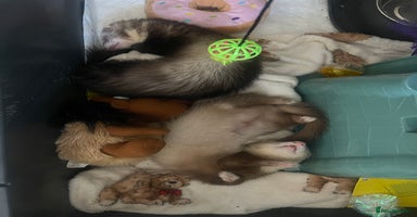 Ferret rodents - Advert 3