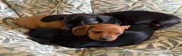 Miniature Dachshund dogs for sale: Meet Our Little Sausage Squad 🌭 - Advert 2