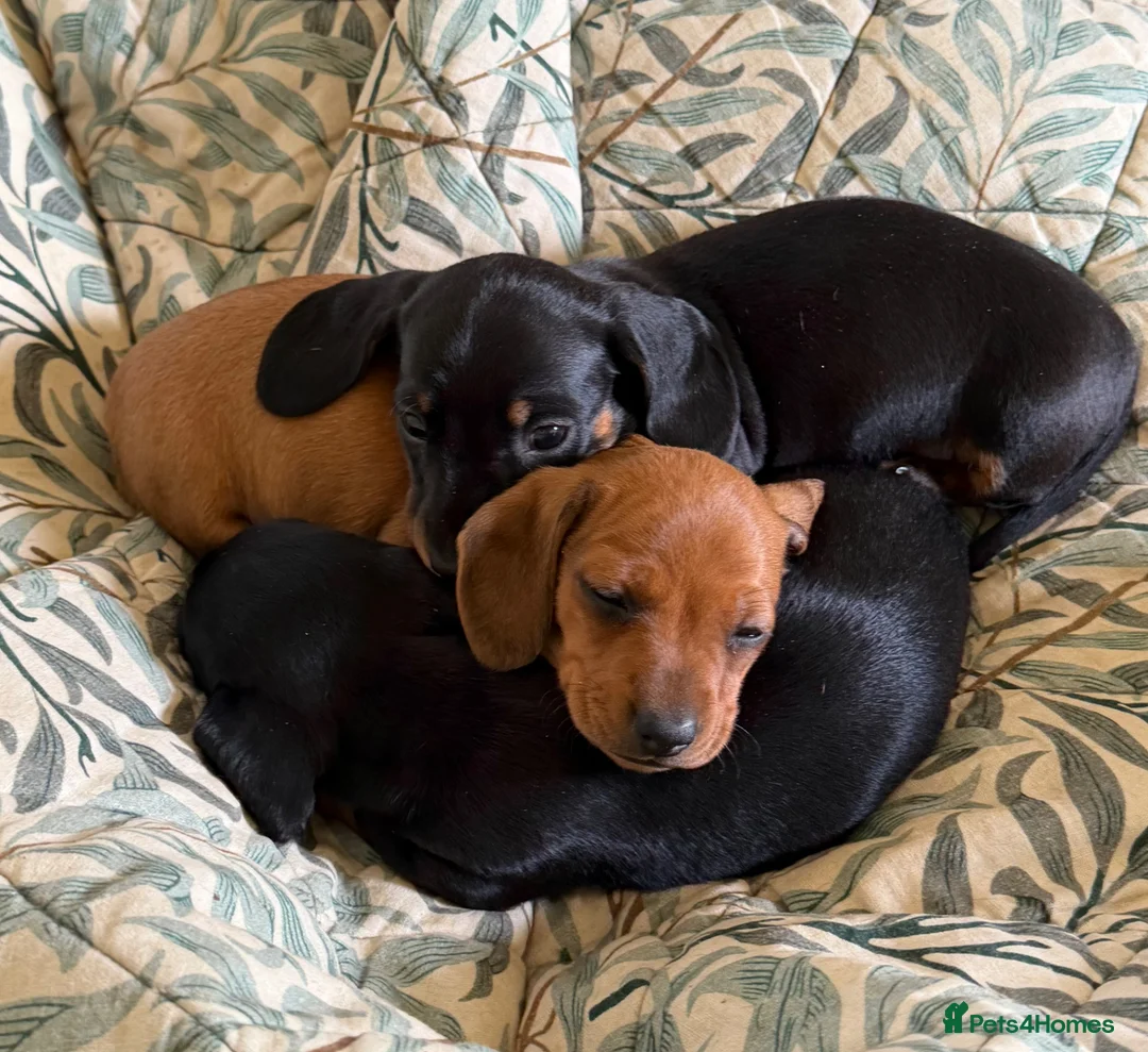 Miniature Dachshund dogs for sale: Meet Our Little Sausage Squad 🌭 - Advert 2
