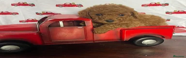 Cavapoo 1