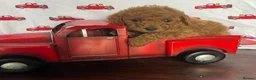 Cavapoo dogs for sale: Cavapoo puppies stunning - Advert 2