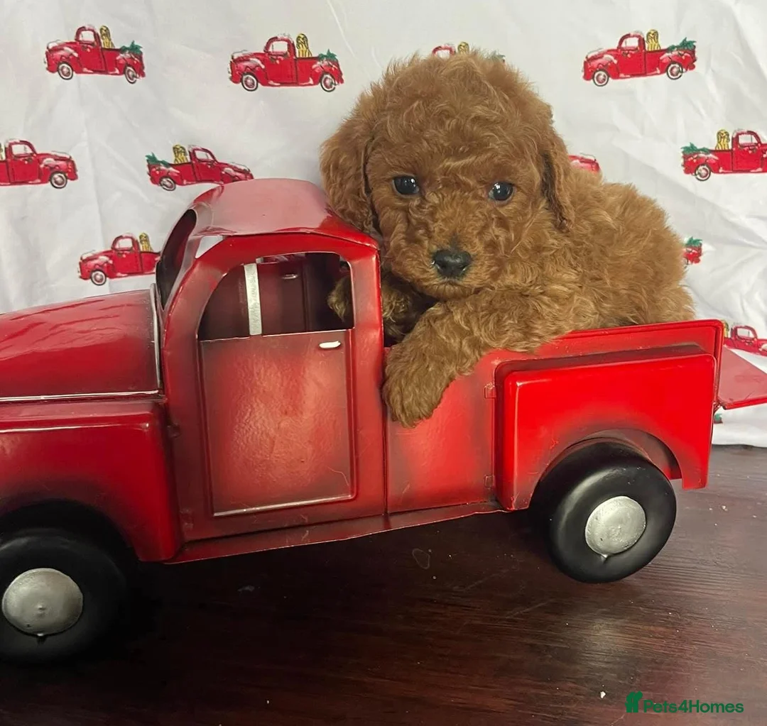 Cavapoo dogs for sale: Cavapoo puppies stunning - Advert 2