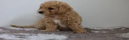 Cavapoo dogs for sale: Cavapoo Puppies  - Advert 14