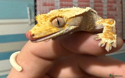 Gecko reptiles for sale: Lilywhite Crested Geckos  - Image 8