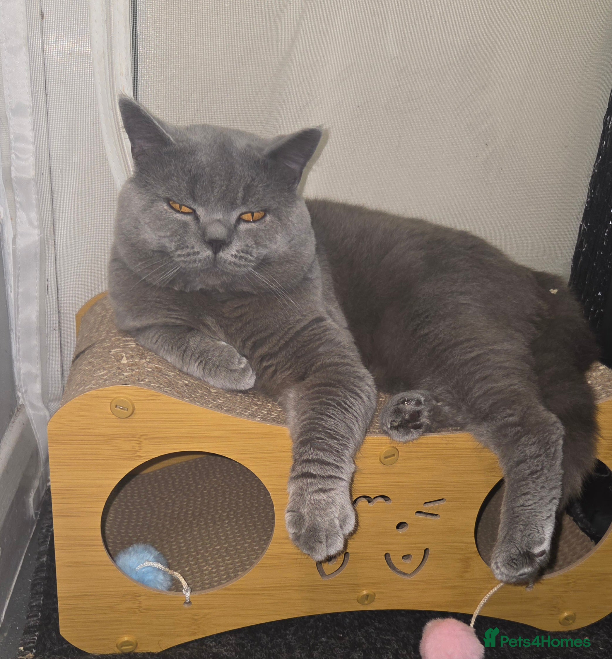 British Shorthair cats Rehoming my georgeus British Shorthair - Advert 1