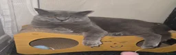 British Shorthair cats for sale: Rehoming my georgeus British Shorthair - Advert 1