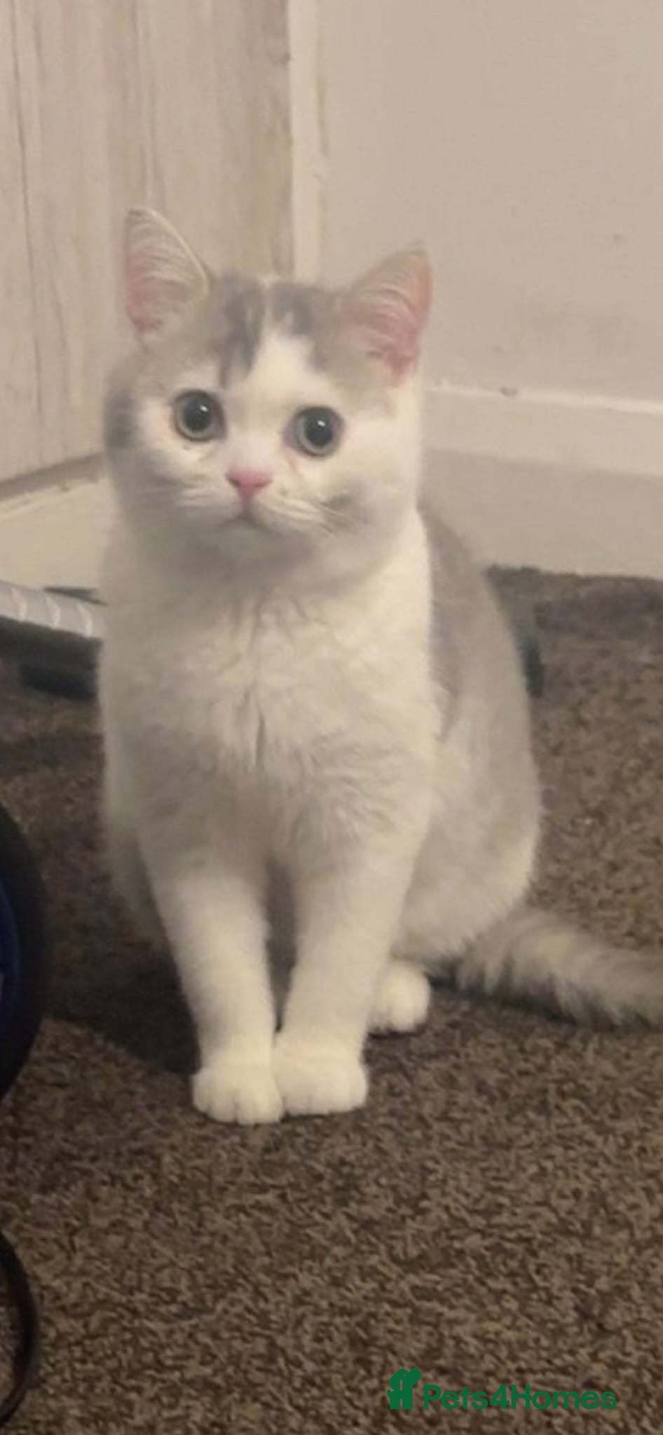 British Shorthair cats British shorthair excellent bloodline  - Advert 1