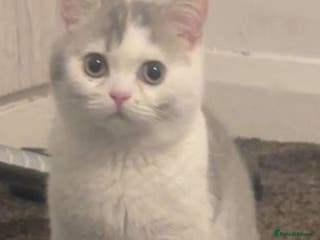 British Shorthair cats British shorthair excellent bloodline - Advert 1