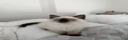 Ragdoll cats for sale: Beautiful Sealpoint Ragdoll Boy  - Advert 7