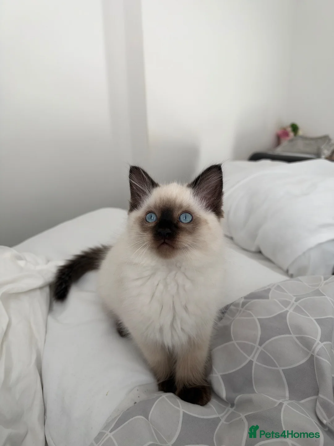 Ragdoll cats for sale: Beautiful Sealpoint Ragdoll Boy  - Advert 7