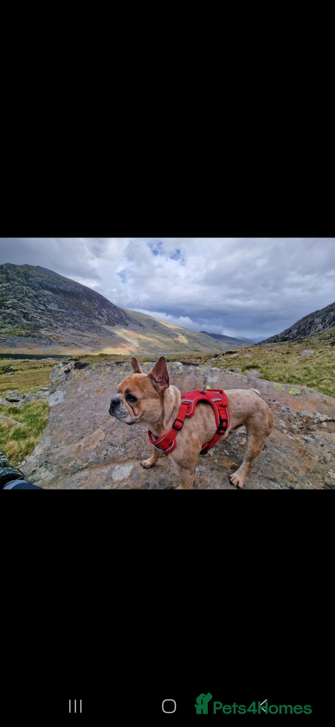 French Bulldog dogs for sale: Oreoo - Advert 4