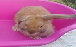 Mini Lop rabbits for sale: Female and Male Baby Minilops: Pretty Colours - Image 9