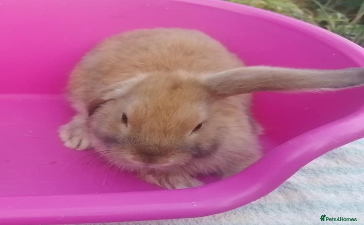 Mini Lop rabbits - Advert 7