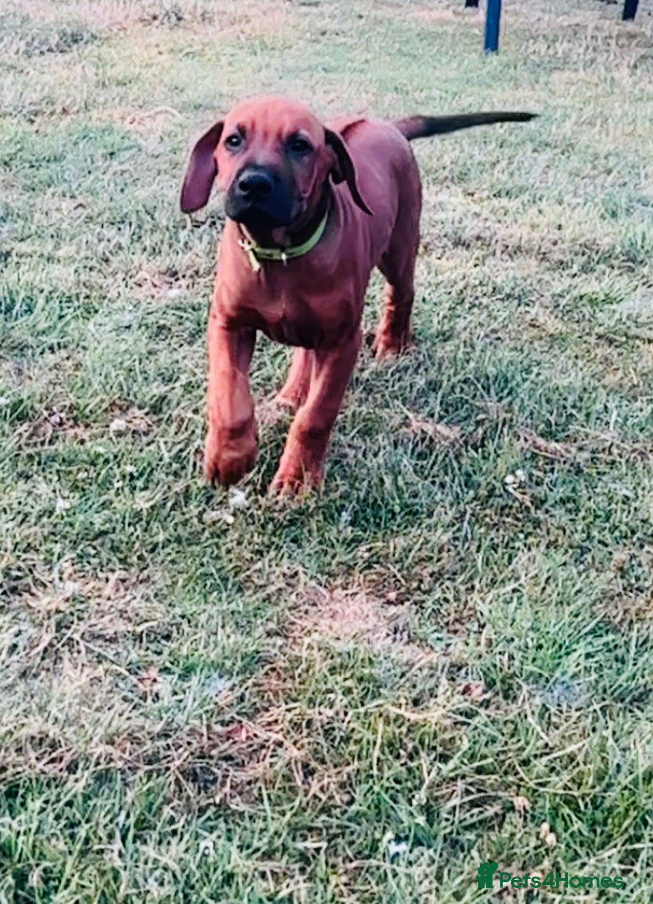 Rhodesian Ridgeback dogs 5 Star Council Registered Breeder         - Advert 2