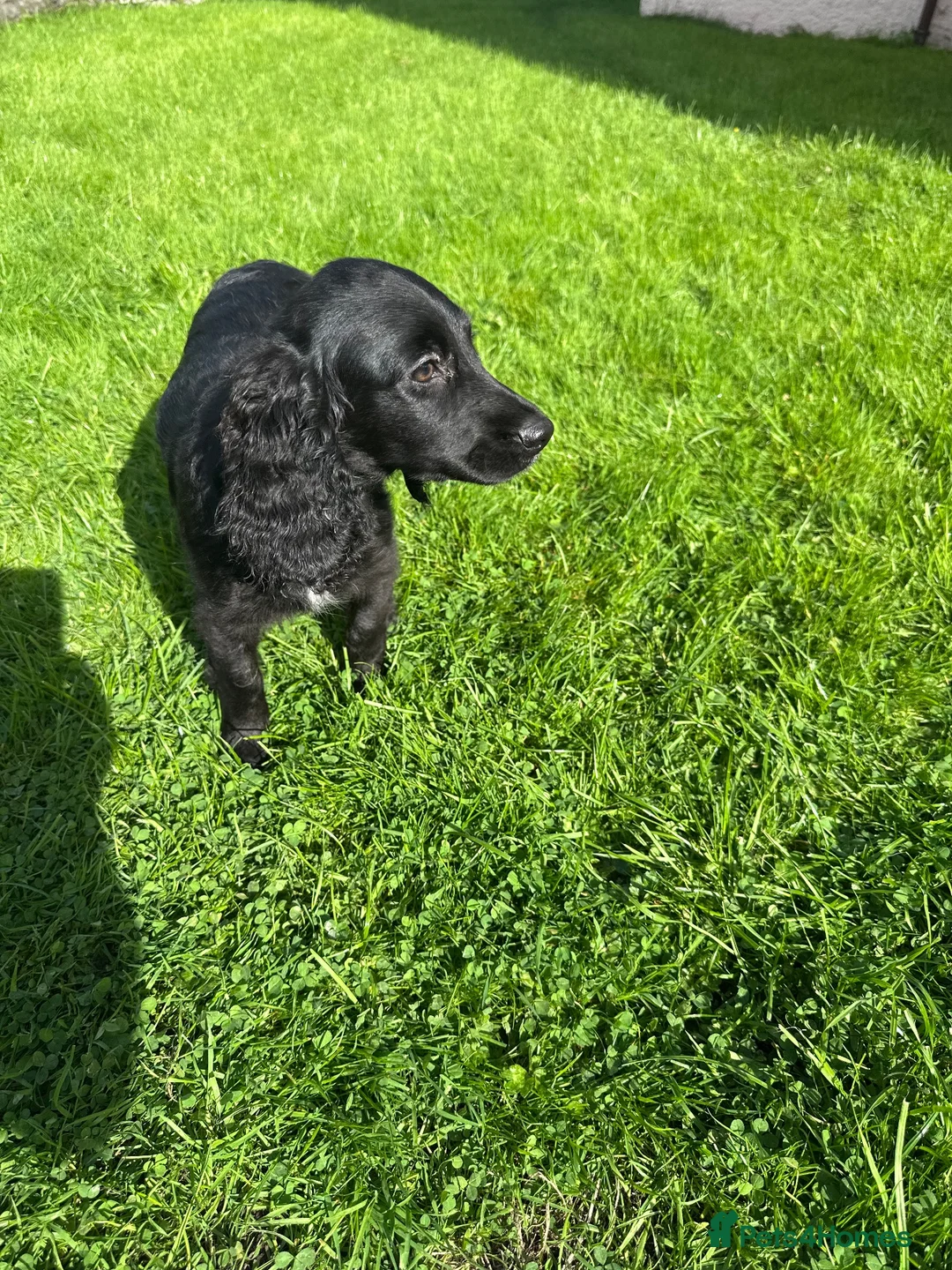 Cockalier dogs for sale: Fully vaccinated  - Advert 1