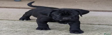 Cane Corso 1