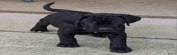 Cane Corso dogs for sale: Cane Corso Irish Kennel club registered  in Enniskillen - Advert 6