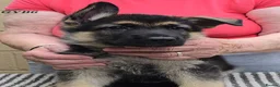 German Shepherd dogs for sale: Top Quality GSD (Alsatian) Pups For Sale - Advert 5