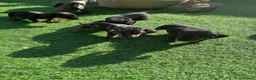 Dachshund dogs for sale: 4 beautiful boys  - Advert 6