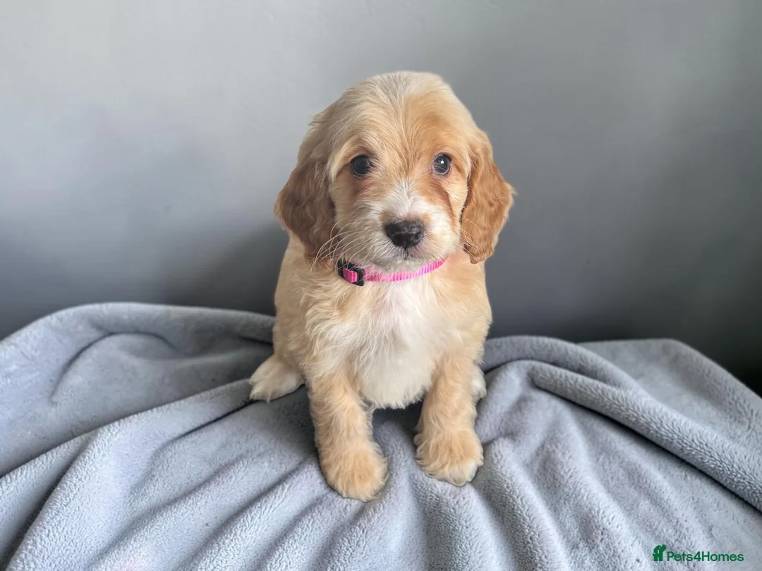 Cockapoo dogs for sale: Beautiful DNA clear F1 cockapoos pups - Advert 2