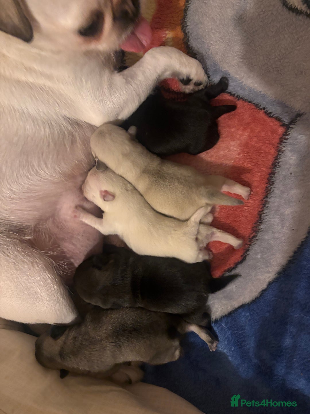 Pug dogs for sale: KC reg pug puppies  - Advert 5