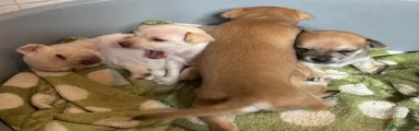 Chihuahua 5 male tanned brown