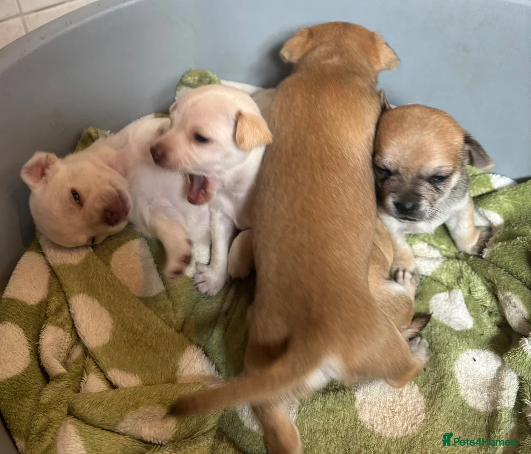 Chihuahua dogs for sale:  5 Adorable Chihuahua Puppies 🐾 - Advert 19