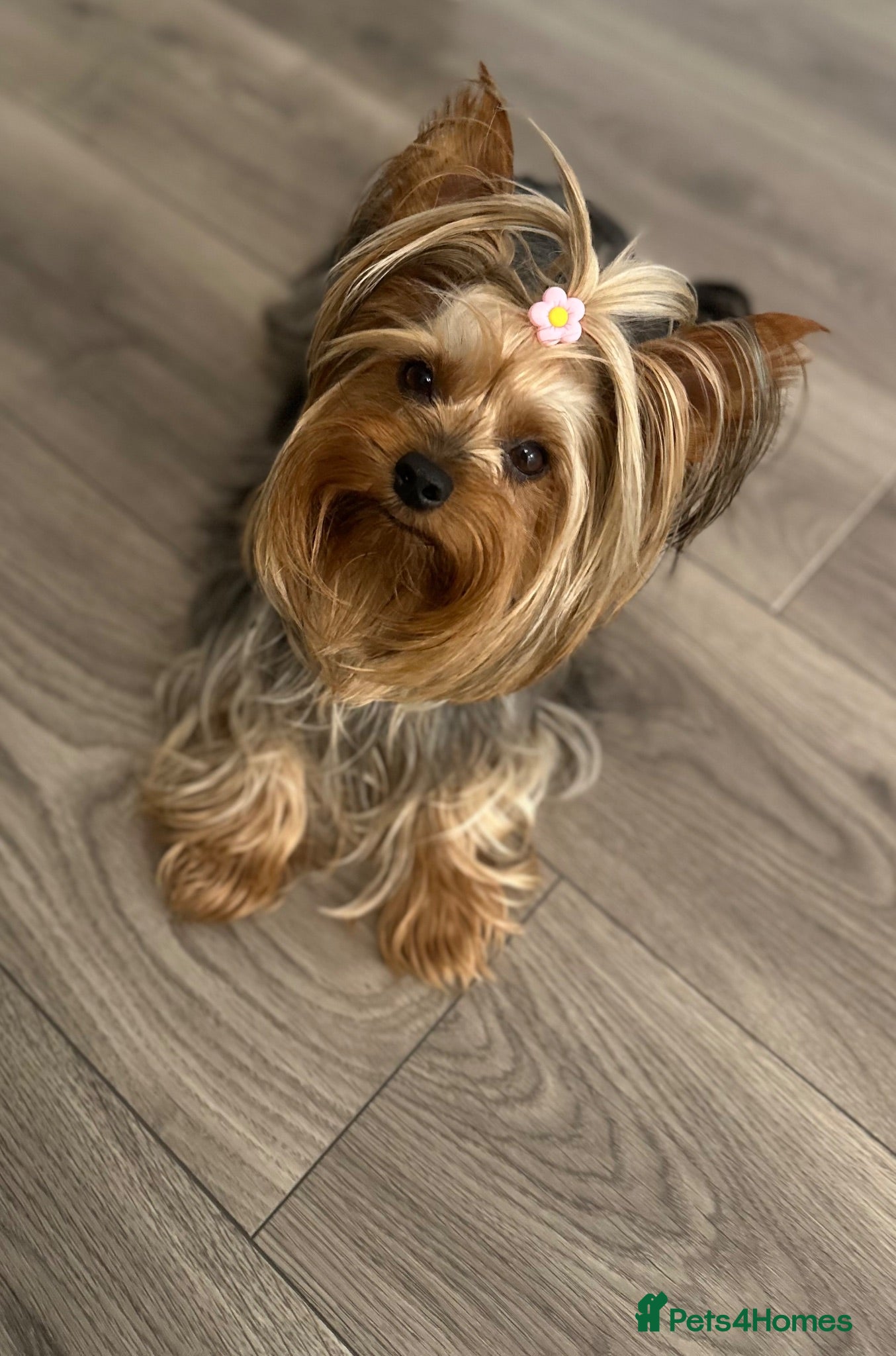 Yorkshire Terrier dogs ❤️ Gorgeous Miniature Yorkshire Terriers  - Advert 13