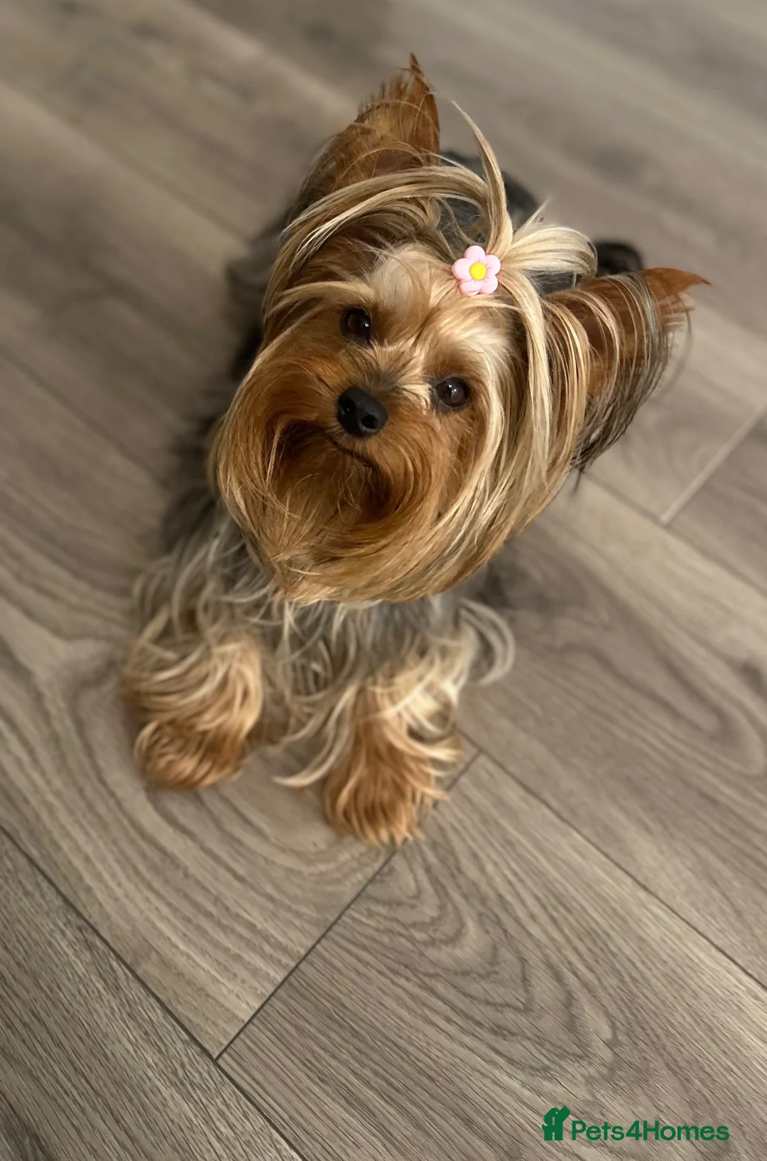 Yorkshire Terrier dogs for sale: ❤️ Gorgeous Miniature Yorkshire Terriers  - Advert 1
