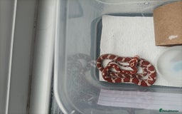 Corn Snake reptiles for sale: Corn snake  - Image 2
